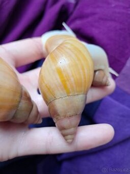 Lissachatina fulica full - africký šnek