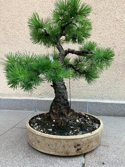 Bonsai, Bonsaj, modřín