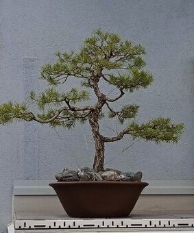 Borovice lesní (Pinus sylvestris) bonsai