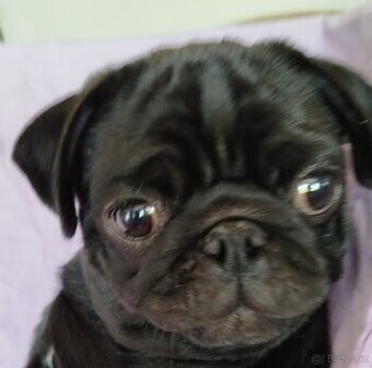 Mops s PP