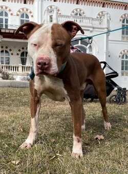 Americký pitbullteriér