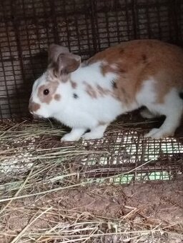 Králík mix