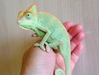 Chameleon jemenský