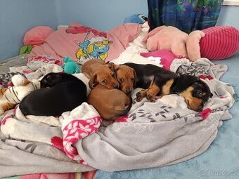 Jezevčík  štěňátka