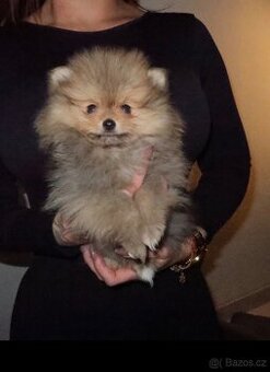 Pomeranian