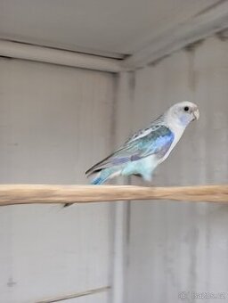 Rosela pestrá černomodrá