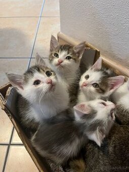 Koťátka