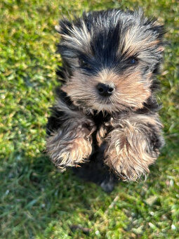 Jorkšírský teriér s PP