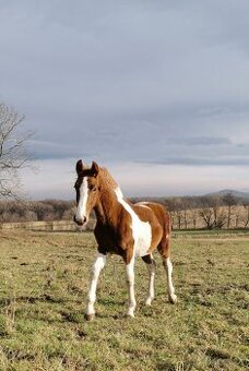 Letošní hříbata po barokním hřebci Bonte Monte