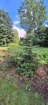 Sazenice jedle obrovské