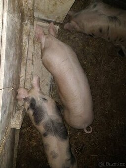 Vykrmené prase