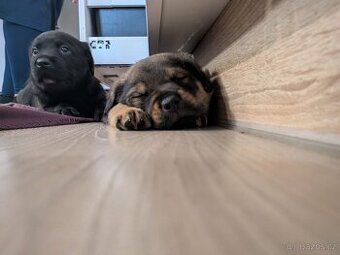 Štěňátka rotvajler x černý pes atletické postavy