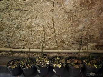 Dřezovec trojtrnný - Gleditsia triacanthos