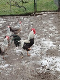 Vlaška stříbrokrká