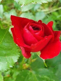 Růže červená keř