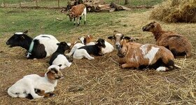 Kamerunské ovce - 3 beránci a jehnička - 1