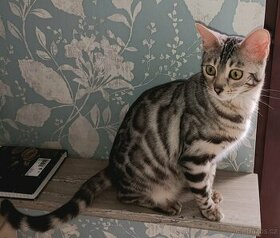 Bengálská stříbrná kočka/kotě s PP do chovu