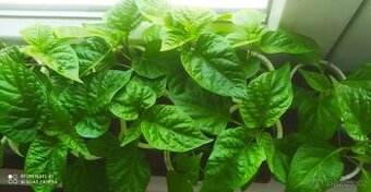 Sazenice chilli