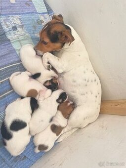 Jack Russel terier