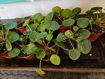 Pilea peperomioides