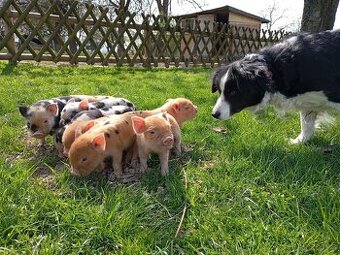 Kune Kune - selátka - 1