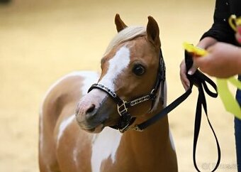 Připouštění plemenným hřebcem american minihorse