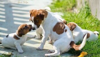 Jack Russell teriér - hladkosrstý pejsek s PP