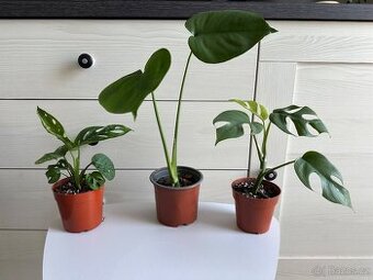 Monstera, cena za 3 rostliny 360 Kč.