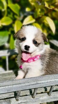 Welsh Corgi Pembroke