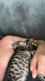 Kote