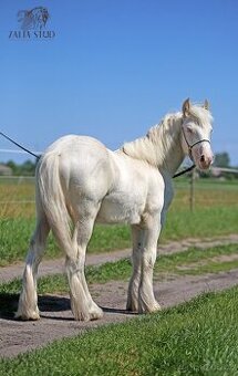 Irský cob/Tinker/Gypsy cob
