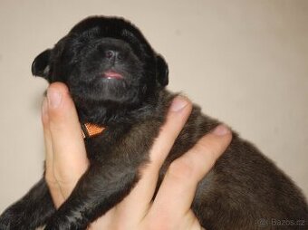 Leonberger s PP