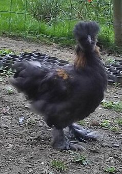 Hedvábničky