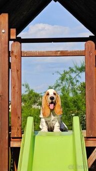 BASSET HOUND