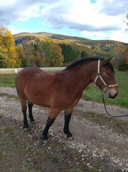 Slezký norik klisna