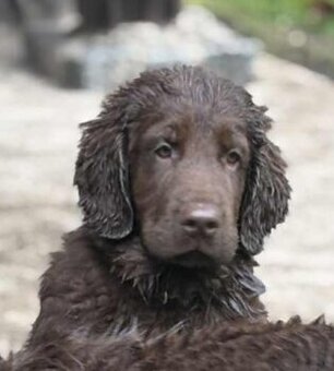 Flat coated retriever