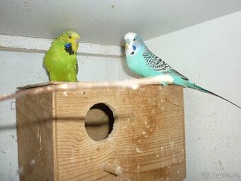 Andulka vlnkovaná párek