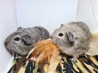 Morčata kluci po odstavu již k odberu