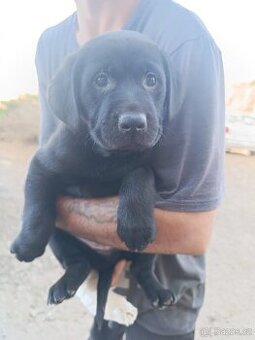 Štěňátko, pejsek Labradorský retrívr