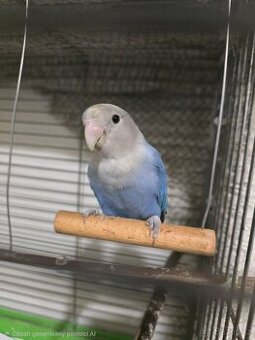 Agapornis ruzovohrdly