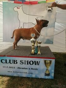 Anglicky Bulterier CHOVNÝ PES