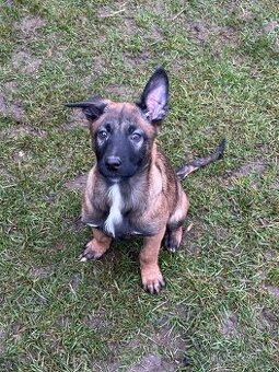 Belgický ovčák - malinois s PP