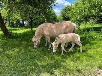 Prodám hřebečka fjordského koně s PP Holandsko