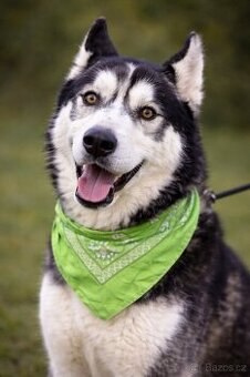 Kodiak sibirsky husky