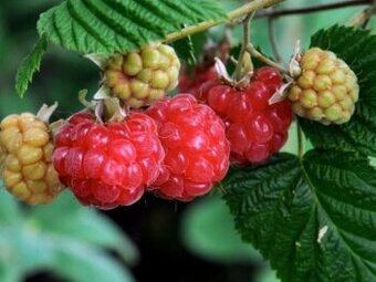 Maliník/malina Ottawa