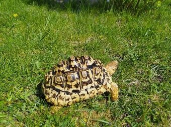 Koupím Želvu Pardalí, Děkuji za nabidky