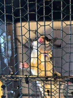 Vakoveverka Létavá