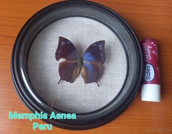 Memphis Aenea [Peru]