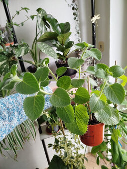 Rozrostlejší rýmovník