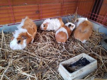 Morčátka - čiperní kamarádi z Hradce Králové